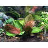 Potted Live Aquarium Plants | Freshwater Aquatic Plants for Aquariums