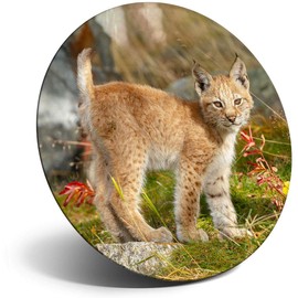 Destination Vinyl ltd Magnet for Refrigerator, Fridge - Cute Lynx Cub Kitten Tiger for Office, Cabinet and Whiteboard, Magnetic Stickers, 15556