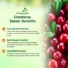 Outsidepride Cranberry Seeds - 500 Pcs. Perennial, Easy to Grow