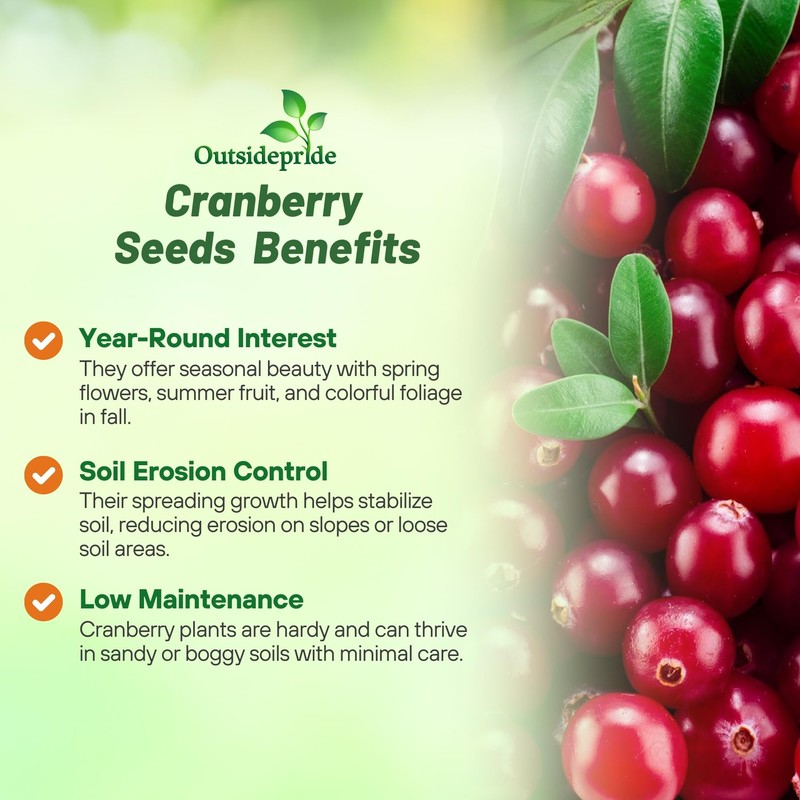 Outsidepride Cranberry Seeds - 500 Pcs. Perennial, Easy to Grow