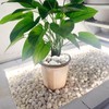 FANTIAN 40 lbs Large White River Rocks for Landscaping, 2-3