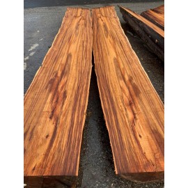 CZ Grain 30 Australian Blackwood Tree Seeds for Planting - Acacia melanoxylon -High Value