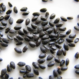 Gardenia Cultivate Enchantment with 200Pcs Dragon Fruit Seeds