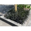 Daylily Nursery 20 Black Mondo Decorative Grass Plants Bareroot