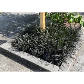 Daylily Nursery 20 Black Mondo Decorative Grass Plants Bareroot