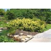 Juniper Saybrook Gold | 4 Live Gallon Size Plants |