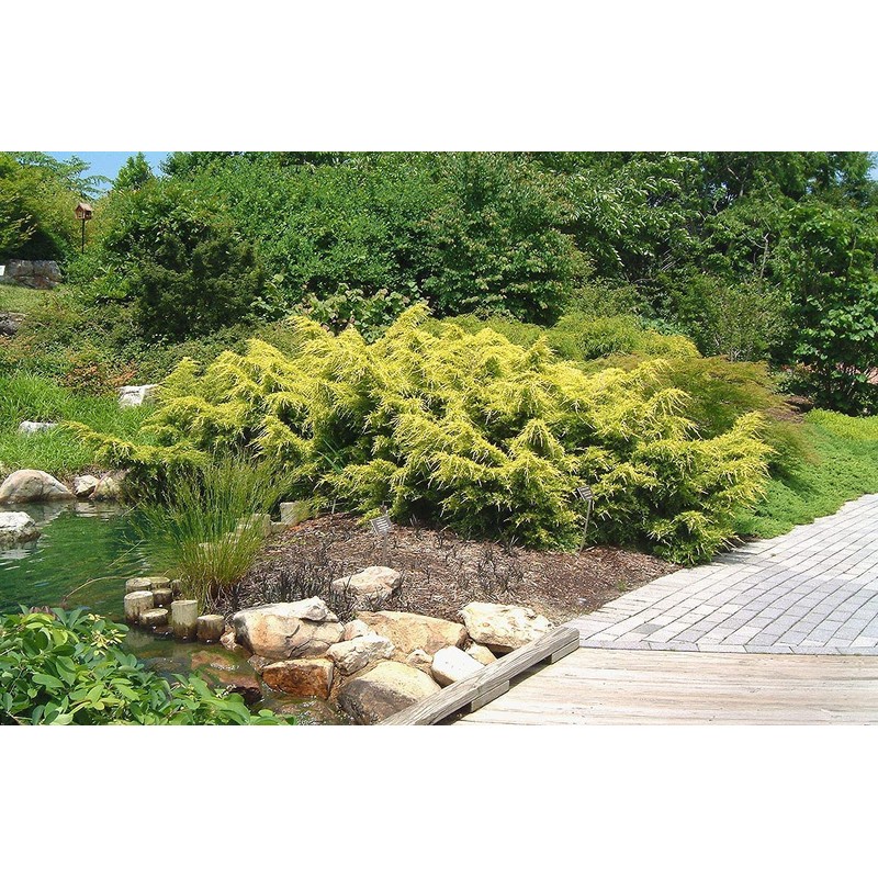 Juniper Saybrook Gold | 4 Live Gallon Size Plants |