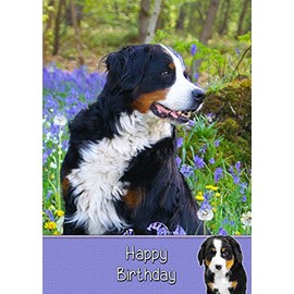 Bernese Mountain Dog Birthday Card