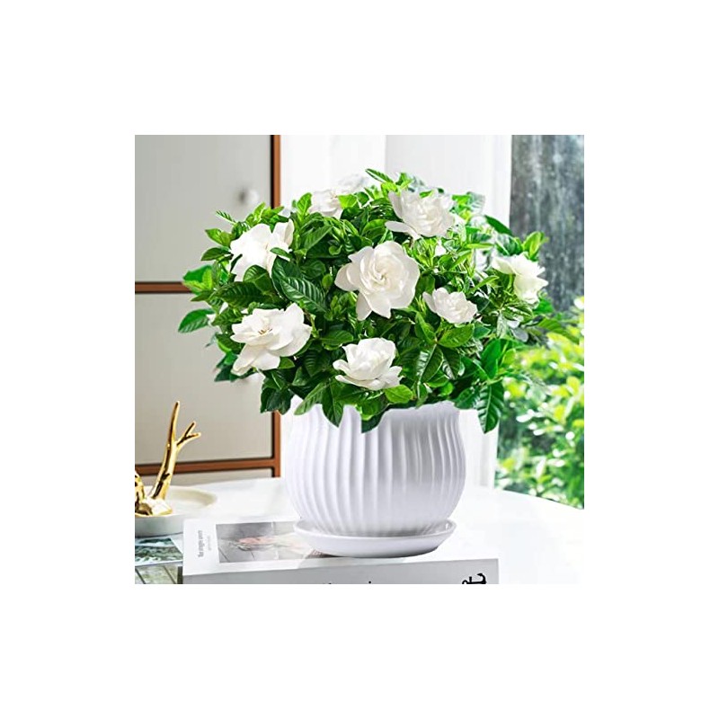 300+ Gardenia Seeds Cape Jasmine Flower Seed for Home Garden