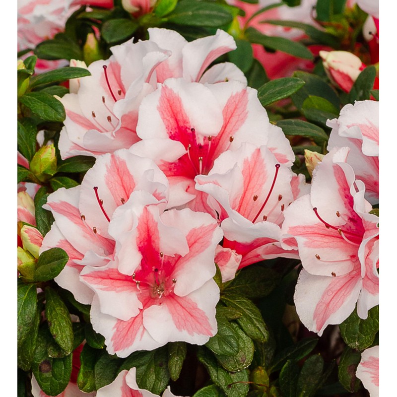 Encore Azalea Autumn Starburst (1 Gallon) Multi-Color Flowering Shrub -