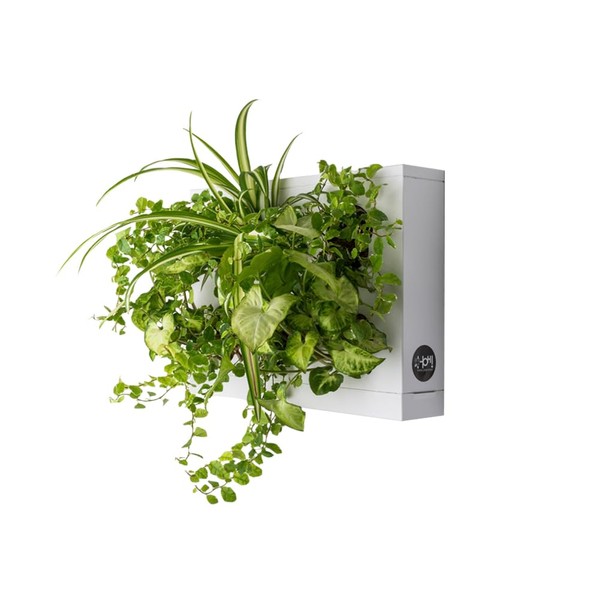 Ortis Green Hang.Oasi.Home - Indoor Vertical Garden, Contains 1 White