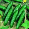 Beit Alpha CMR/MMR Cucumber Garden Seeds - 1 Lb -