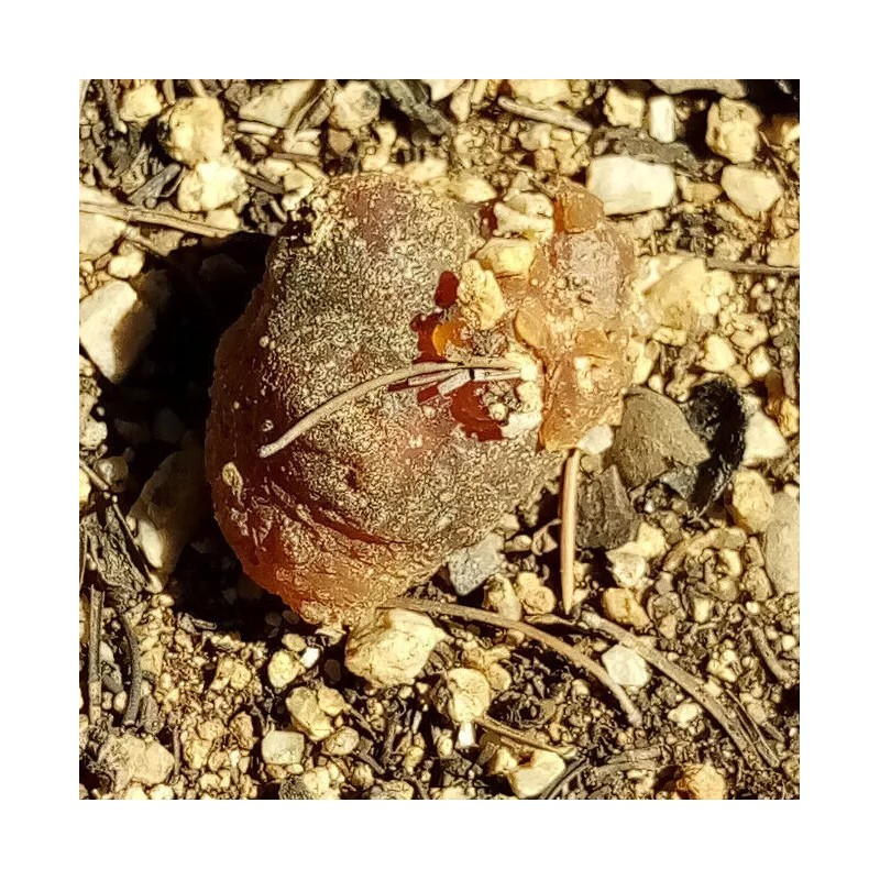 100% Pure Piñon Pine Tree Sap/Resin/Pitc - 8 oz. 1/2