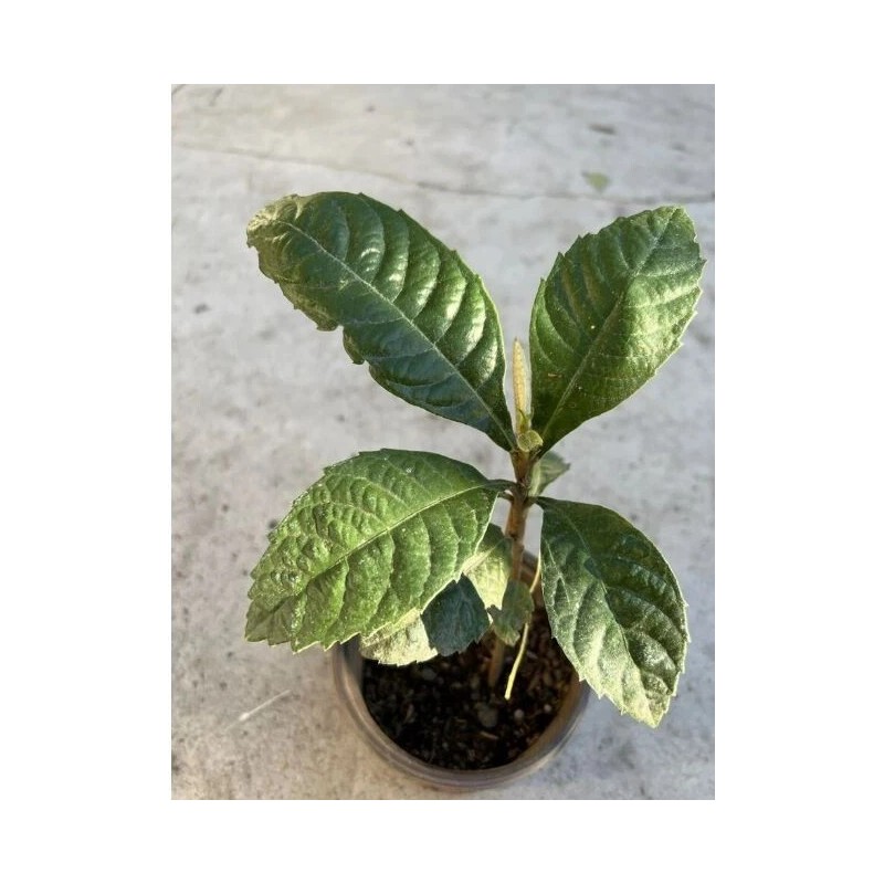 Tree Loquat Tree With 6- 8” Sweet Tropical Live Plant