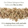 Mossify Premium Sphagnum Moss for Plants 50g, 1.8 Oz -