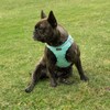 AMTOR Small Dog Harness with Leash Set, No Escape Easy