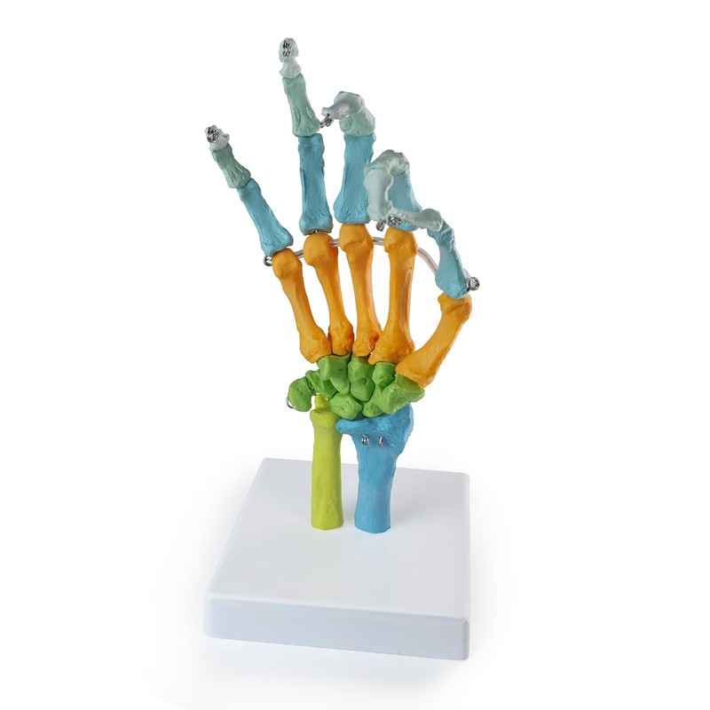 EVOTECH SCIENTIFIC Human Anatomical Model, Coloured Hand Bone Anatomical Model