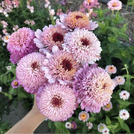 50+Perennial Zinderella Lilac Flower Seeds for Planting Outdoor-Non-GMO Heirloom Pink Zinnia Elegans Pest Resistant Growing in Garden, Beds,Border