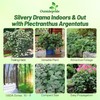 Outsidepride Silver Crest Plectranthus Seeds - 10 Pcs Perennial, Shade-Adapted,