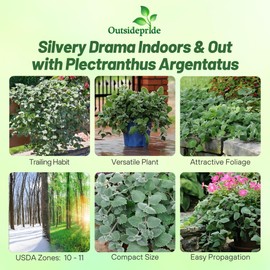 Outsidepride Silver Crest Plectranthus Seeds - 10 Pcs Perennial, Shade-Adapted, Heat-Friendly Plant Seeds for Outdoor Perennials, Attractive Silvery Foliage & Low Maintenance Garden Plants