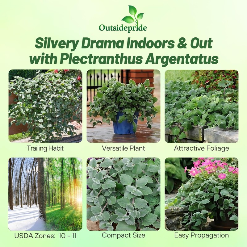 Outsidepride Silver Crest Plectranthus Seeds - 10 Pcs Perennial, Shade-Adapted,