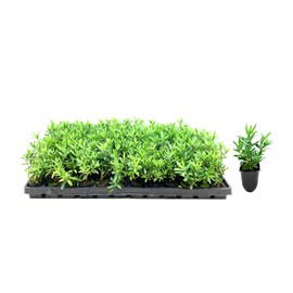 Little John Dwarf Bottlebrush | 30 Live Plants | Callistemon | Compact Blooming Shrub | Attracts Hummingbirds and Butterflies