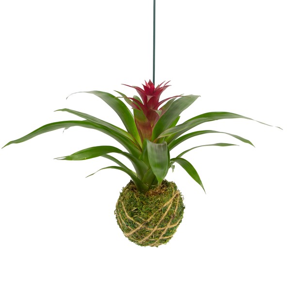 Better-Gro Bromeliad Hanging Kokedama – Indoor/Outdoor Decorative Planter, Low Maintenance