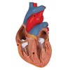 3B Scientific G08/1 Classic Heart w/ Thymus 3-part - 3B