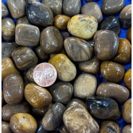 1  Piece Tumbled Petrified Wood Average Size 12 Grams