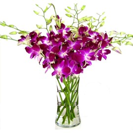 eflowerwholesale - Fresh Cut Flowers -Dendrobium Purple Orchids with Vase Gift for Graduation, Birthday, Sympathy, Anniversary, Get Well, Thank You, Valentine, (Support Small Business)