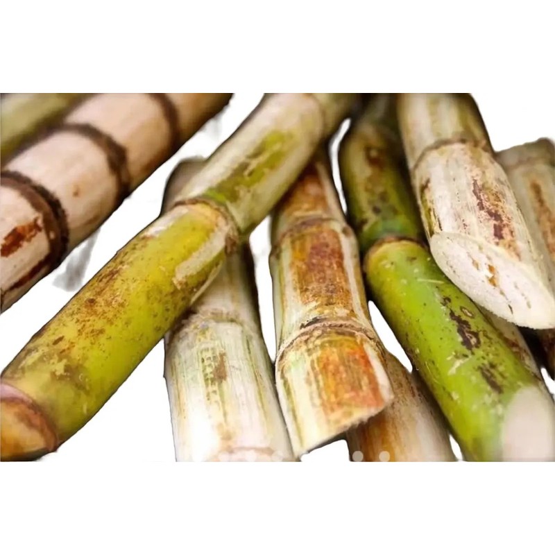 Caña Verde De Azúcar 27 Piezas Para Sembrar oferta