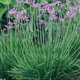 Hazzard's Seeds Society Garlic Tulbagia violacea    100 seeds