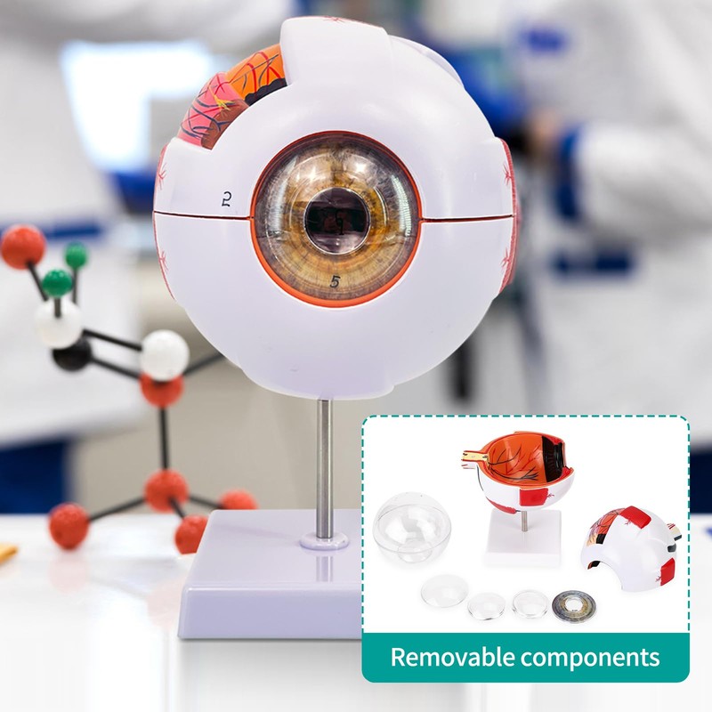 Eye Anatomy Model, 6X Enlarged Eyeball Model, Human Eye Anatomical