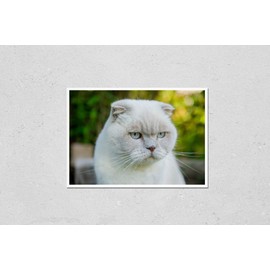 Poster Reproduction of Funny portrait of short-haired domestic white kitten on green backyard background. British cat walking outdoors in garden on summer day. Pet care health and animals concept