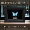 COZENTA Specimen Box Seara Case Butterfly Small Wooden (Brown Outer