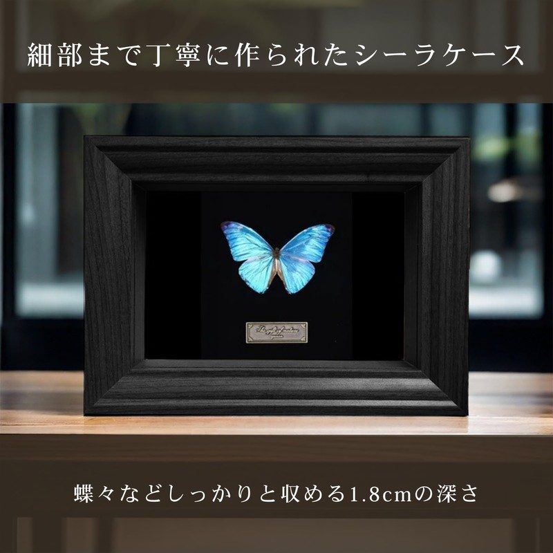COZENTA Specimen Box Seara Case Butterfly Small Wooden (Brown Outer