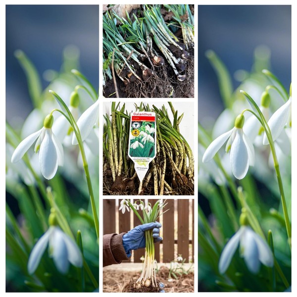 Snowdrops in The Green (100) Single Snowdrop - Galanthus Nivalis in The Green- Freshly Lifted Snowdrops Spring Flowering - Snowdrops for Planting Now UK