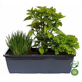 'Herb Planter for Salads 40 cm Charcoal Box of Each 1: Parsley, Chives Herbs Planter & Basil
