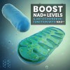 High Performance Nutrition NAD+ Booster 30 Caps Suplemento Vegano Sin