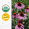 Back to The Roots 100% Organic Seed Packet - Echinacea
