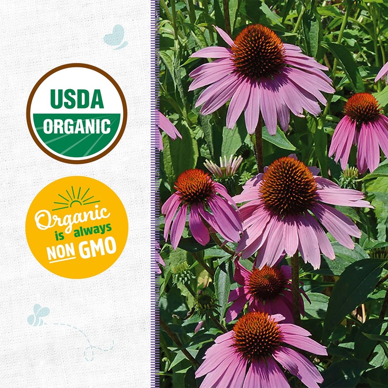 Back to The Roots 100% Organic Seed Packet - Echinacea
