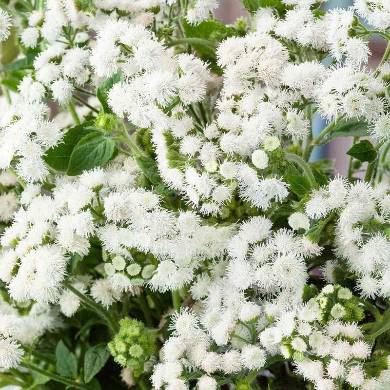 Outsidepride 5000 Seeds Annual Ageratum White Flower Seeds for Planting
