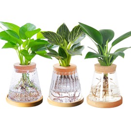 Floating Hurricane Candle Holder Vase - 3pcs/Set Telight Candle Holder Plant Propagation Glass Flower Bud Vase Hydroponic Jars with Tray & Lid for Centerpieces Propagating Wedding Plants Office Home