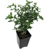Tree Bonsai Double White Serissa Tree Fairy Garden Plant House