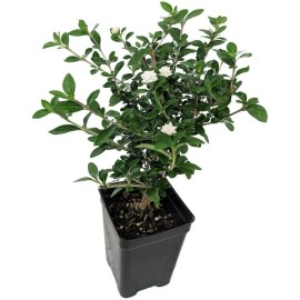 Tree Bonsai Double White Serissa Tree Fairy Garden Plant House Plant - 2.5" Pot