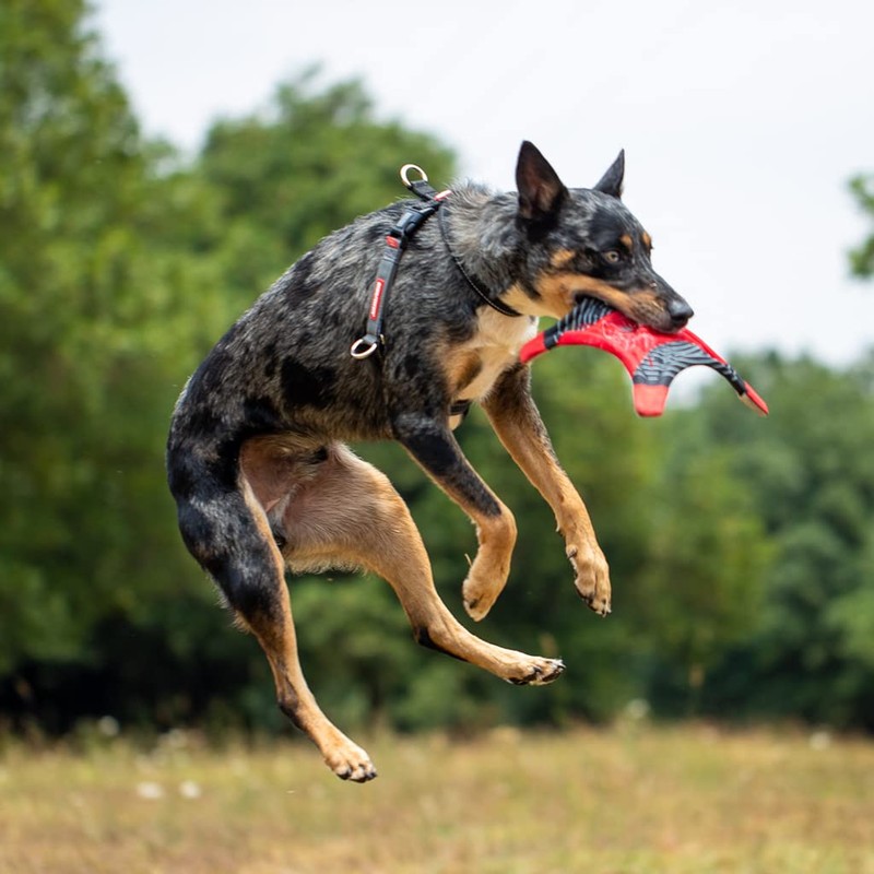 EZYDOG Crosscheck Training Harness - Anti Pull, Reflective, Adjustable Size