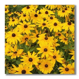 Carpe Diem Designs Black Eye Susie Flower Design Ceramic Tile for Coaster, Hot Plate, Trivet or Decorative Accent