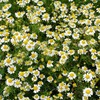 Outsidepride Roman Chamomile Seeds - 50000 Pcs Perennial, Drought Tolerant, Self-Seeding & Versatile, Herb Seeds for Planting Sweet Scented Daisy-Like Blooms, Ideal for Slopes & Pollinator Gardens