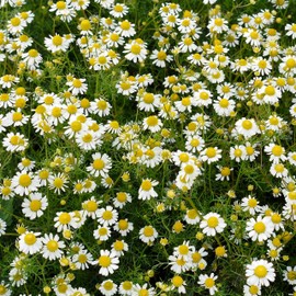 Outsidepride Roman Chamomile Seeds - 50000 Pcs Perennial, Drought Tolerant, Self-Seeding & Versatile, Herb Seeds for Planting Sweet Scented Daisy-Like Blooms, Ideal for Slopes & Pollinator Gardens