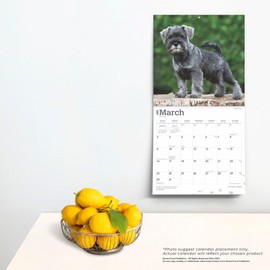 Schnauzer Puppies | 2025 12 x 24 Inch Monthly Square Wall Calendar | BrownTrout | Animals Dog Breeds Puppy